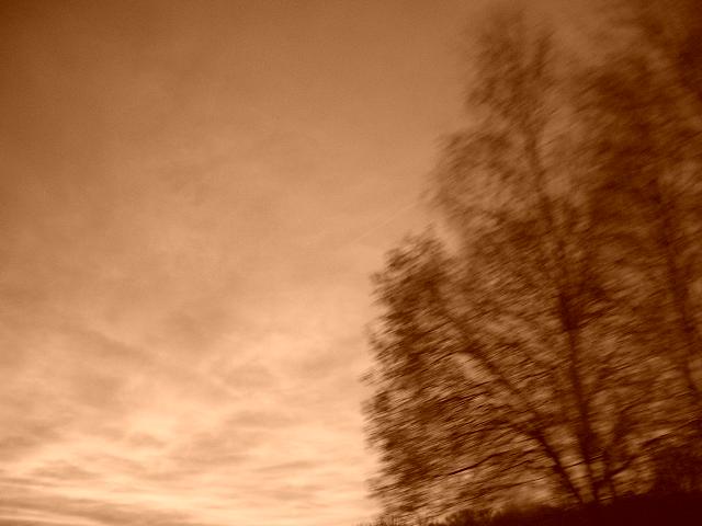 December 06 a tree amongst clouds