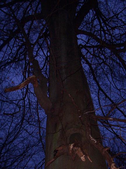 December 06 Blairwitch project (9) tree was talking December 06 Blairwitch project (9) tree was talking