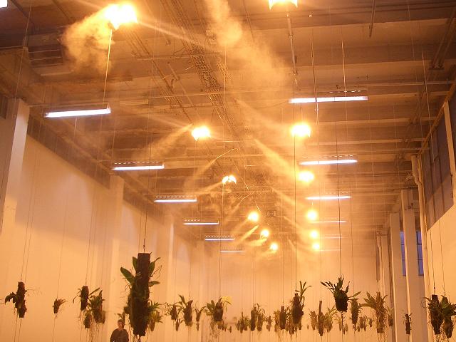 usine à fleurs Palais Tokyo June 06