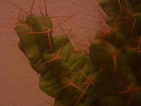 cactus vert vert cactus vert vert