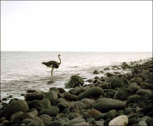 Paola Pivi OSTRICH 03