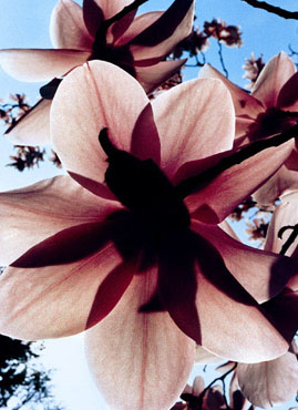 Mary-McCartney-Donald Magnolias