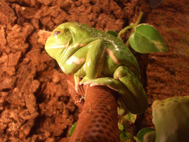 serpentarium blankenberge March 07