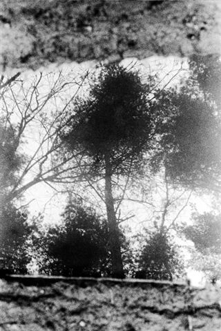 Sebastien Jacobs La forêt noyée