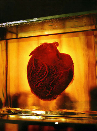 Floria sigismondi heart