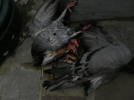 Hommage à Badebec Juin 07 romero & pouliette