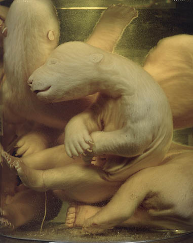 DANIEL & GEO FUCHS polar bear