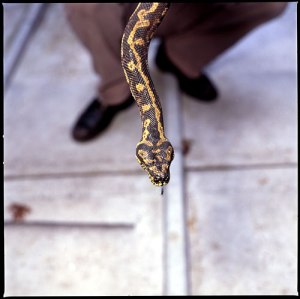 Laurent askienazy serpent