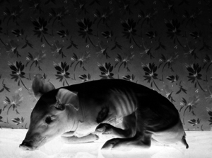 Ilha das flores de Jorge Furtado Brasil