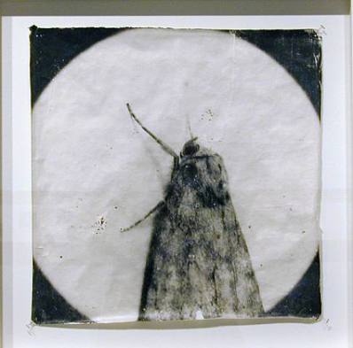 Doug & Mike Starn MOTH