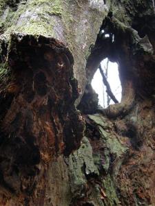 Souche et lumi&egrave;re - Corr&egrave;ze - Avril 2008