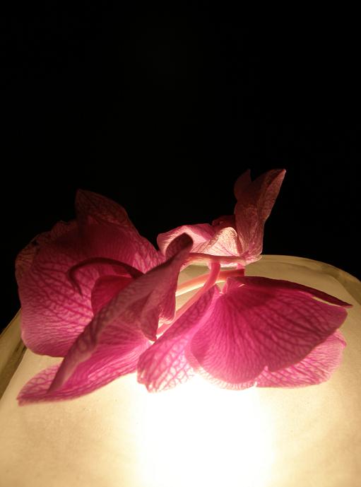 Dragon Rose - 23 juillet 08