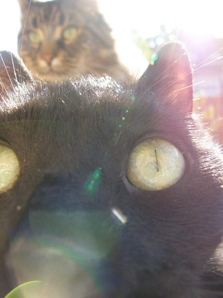 Shalem, Vicious, l'&eacute;t&eacute; - Ao&ucirc;t 2008