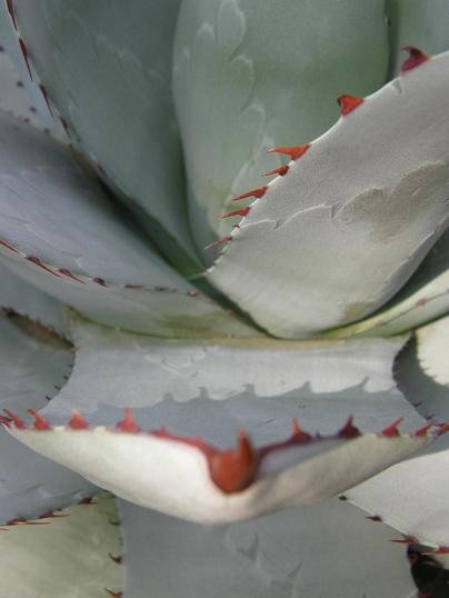 visage jamais soulagé @ MEISE ROYAL BONTANIQUE GARDENS - 30 August 2008 (28)