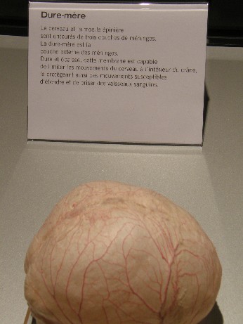 dure m&egrave;re 15 d&eacute;c 2008