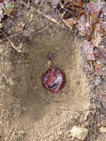 roots - placenta 25 juin - 25 déc 2008