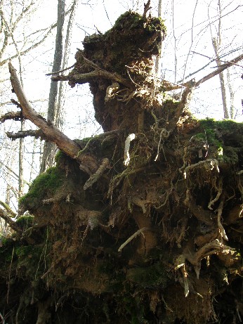 roots - racines du bois de mon grand-père 25 déc 2008