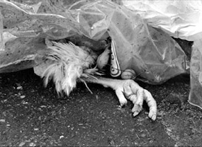 Val&eacute;rie Berge Nature morte