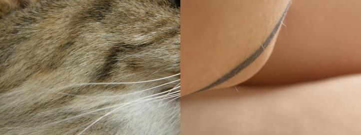 lignes animales - sept 09