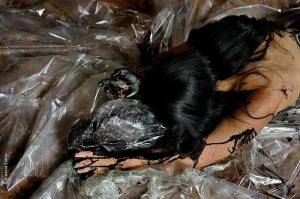 Milady Renoir by Ernesto Timor