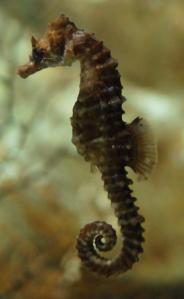 seahorse