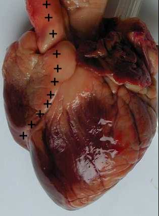 dissection coeur agneau