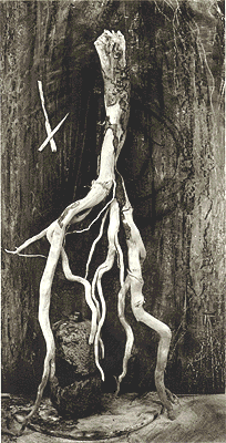 Tatiana Palnitska silent dance