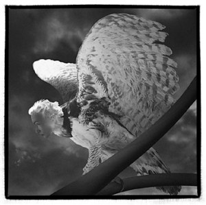 Milton Montenegro Harpia