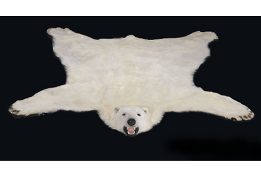 bear rug