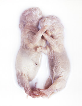 Torsten Solin - hasen1