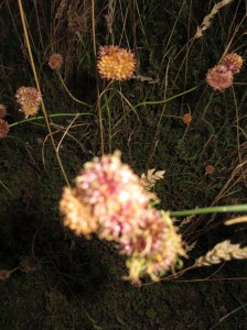 june july 2011 (39).jpg