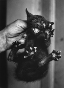 Christer Strömholm black cat.jpg