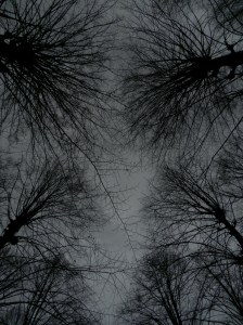 dortoir pour les corneilles small.jpg