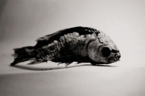 Qin YongJun fish.jpg