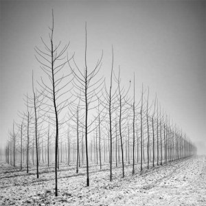 Pierre Pellegrini.jpg