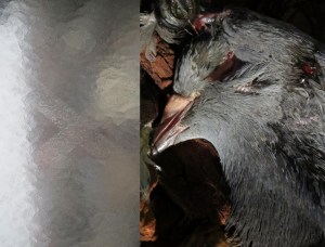 Prétérition Illustration déc2012.jpg