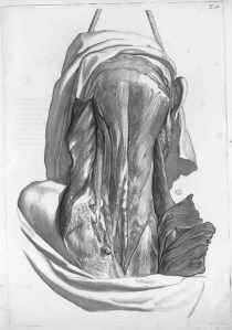 Bidloo, Govert muscles.jpg