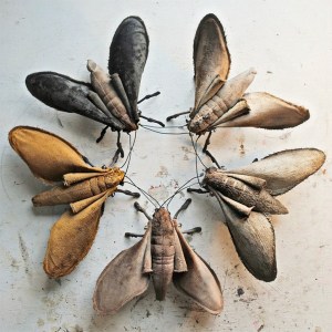 Mr Finch butterflies.jpg