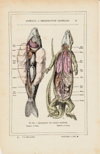 animaux - dissection 1830.jpg